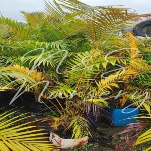 Dypsis Lutensis