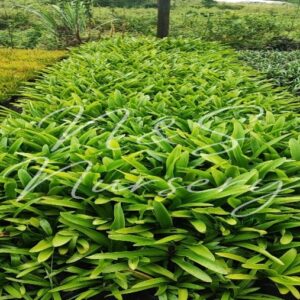 Summer blumong bulb