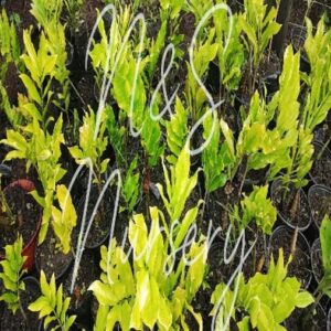 Semi evergreen perrenial