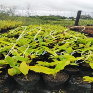 Canna Indica( Indian shot)