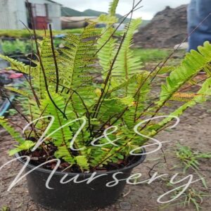Nephroplepis Exalta ( Sword Ferns)