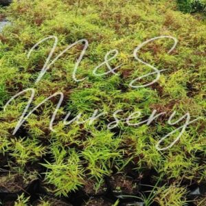 Bambusa dwarf Can be use loew hedges
