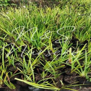 Dieties Grandiflora ( fortnight lily)