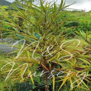 Cassine orientalis ( bois Dolive)