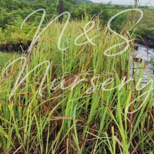 Cymbopogon Nardus( Citronella /lemon grass)