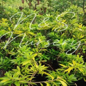 Draceana reflexa green and Variegated