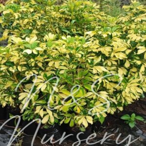 Shefflera arboricolla (Dwarf umbrela tree)