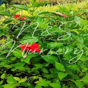 Hibiscus Red ,Pink and Rosea