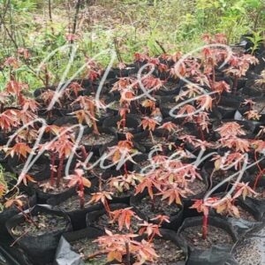 Achalipha wilkesiana red