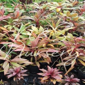 Cordyline fruticosa