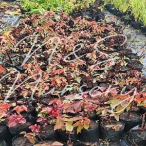 Achalipha  copper leaf