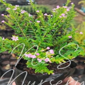 cuphea hyssopifolia