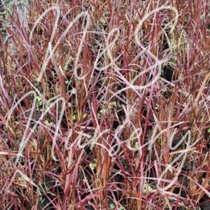 Red Pennisitum Chinese fountain grass