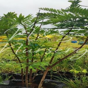 Filicium Decipiens