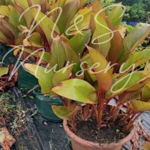 Heliconia indica
