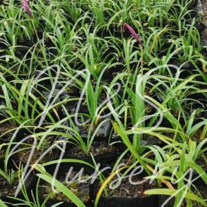 Rain lily jumbo