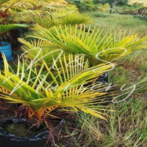 Hyphorbes Verschafeltii