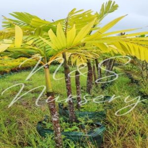 Veitchia merrillii ( manila palms)