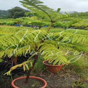 Araucaria tree (Monkey puzzle tree)