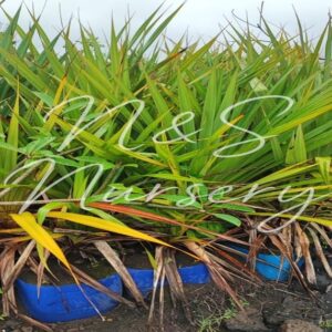 Pandanus Utilis (Vacoas)
