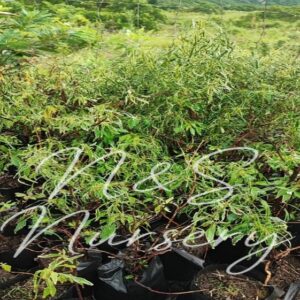 Acalypha Godseffianna Green