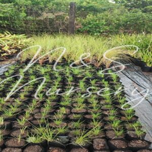 Pennisetum Green