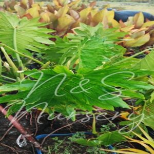 Philodendron Selloum