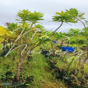 Dracena reflexa large