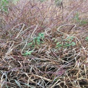 Vetiver Arguta (Vetiver Endemic)