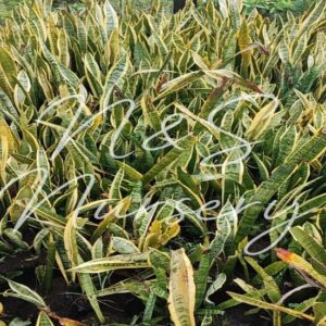 Sansevieria (Snake plant)