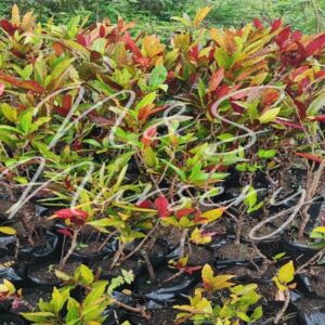 Codiaeum Variegatum(croton)
