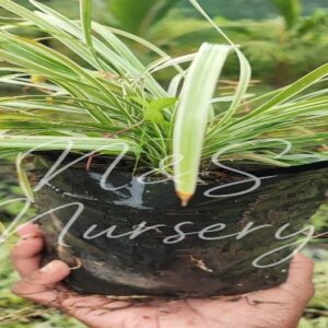 Ophiopogon Vittatus