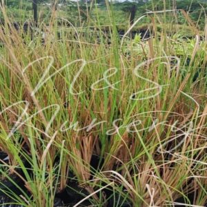 Vetiver Zizanioides
