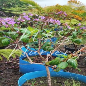 Tibouchina Grandiflora tree