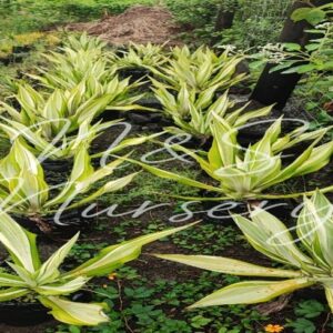 Furcraea Foetida (Mauritius hemp)