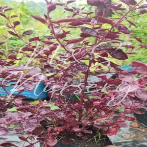 Althenanthera Dentata( Joseph's coat)